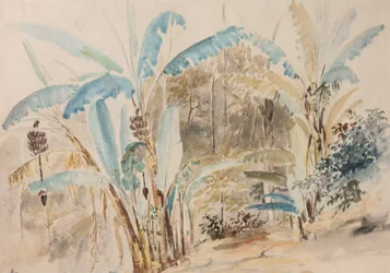 Bananenbomen